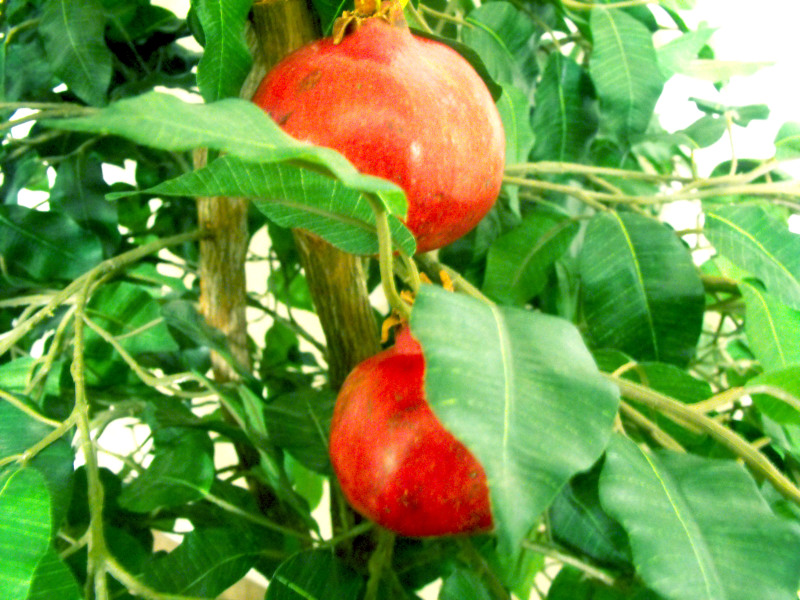 pomegrante on faux tree