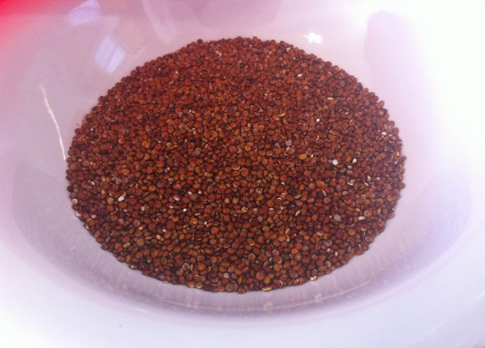 red quinoa in a white bowl