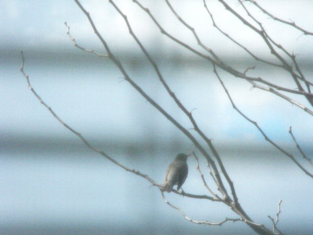 Photo of bird on branch in tree outside apartment