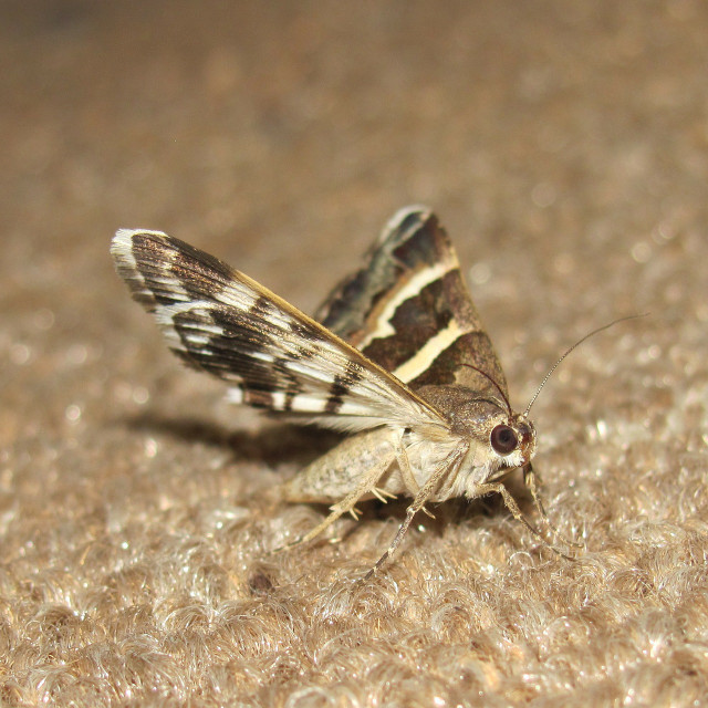 picture of a moth